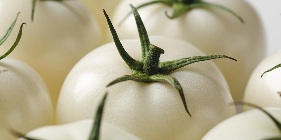 White Tomato Extract